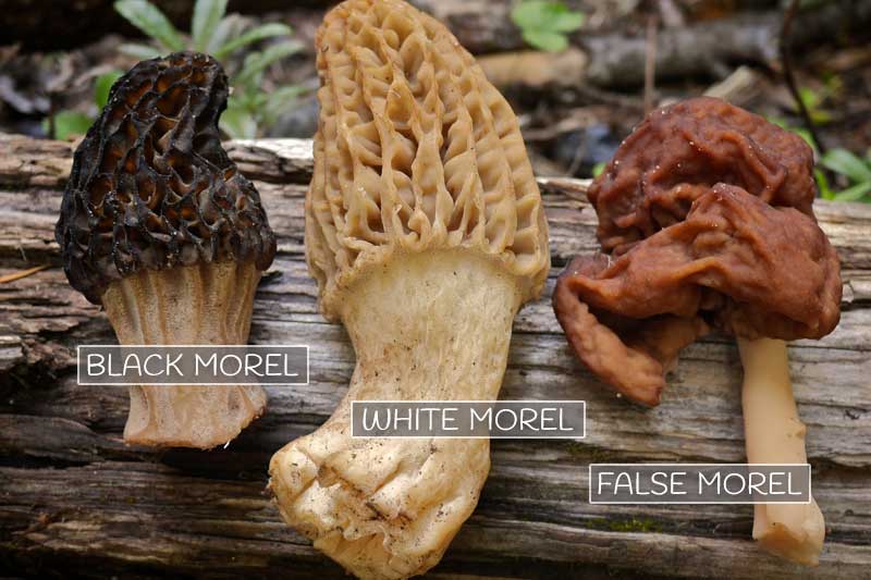 Black Morel Mushrooms